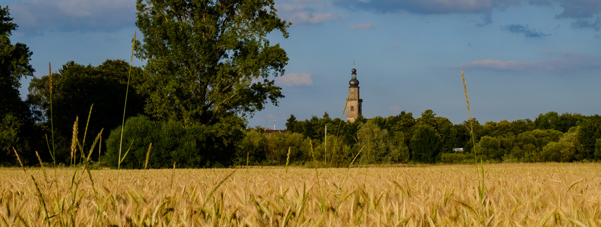 Ein Erlanger Kirchturm hinter einem Weizenfeld